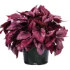 Rex Begonia 'Shadow King Rose' Live Plant - Potted Houseplant, 4.5 inch Pot - Image 1