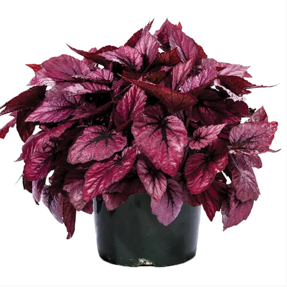 Rex Begonia 'Shadow King Rose' Live Plant - Potted Houseplant, 4.5 inch Pot - Image 1