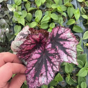 Rex Begonia 'Shadow King Rose' Live Plant - Potted Houseplant, 4.5 inch Pot - Image 2