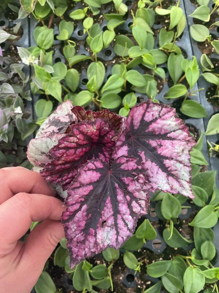 Rex Begonia 'Shadow King Rose' Live Plant - Potted Houseplant, 4.5 inch Pot - Image 2