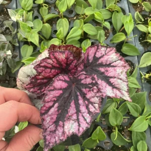 Rex Begonia 'Shadow King Rose' Live Plant - Potted Houseplant, 4.5 inch Pot - Image 3