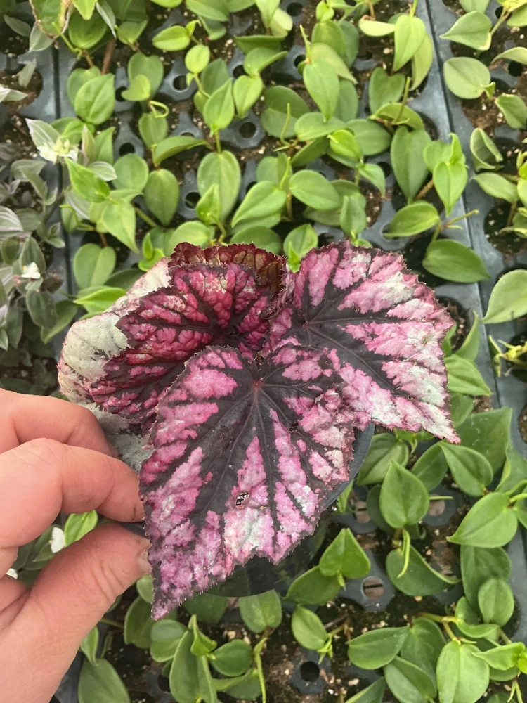 Rex Begonia 'Shadow King Rose' Live Plant - Potted Houseplant, 4.5 inch Pot - Image 3