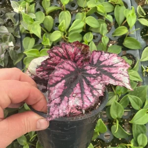 Rex Begonia 'Shadow King Rose' Live Plant - Potted Houseplant, 4.5 inch Pot - Image 4