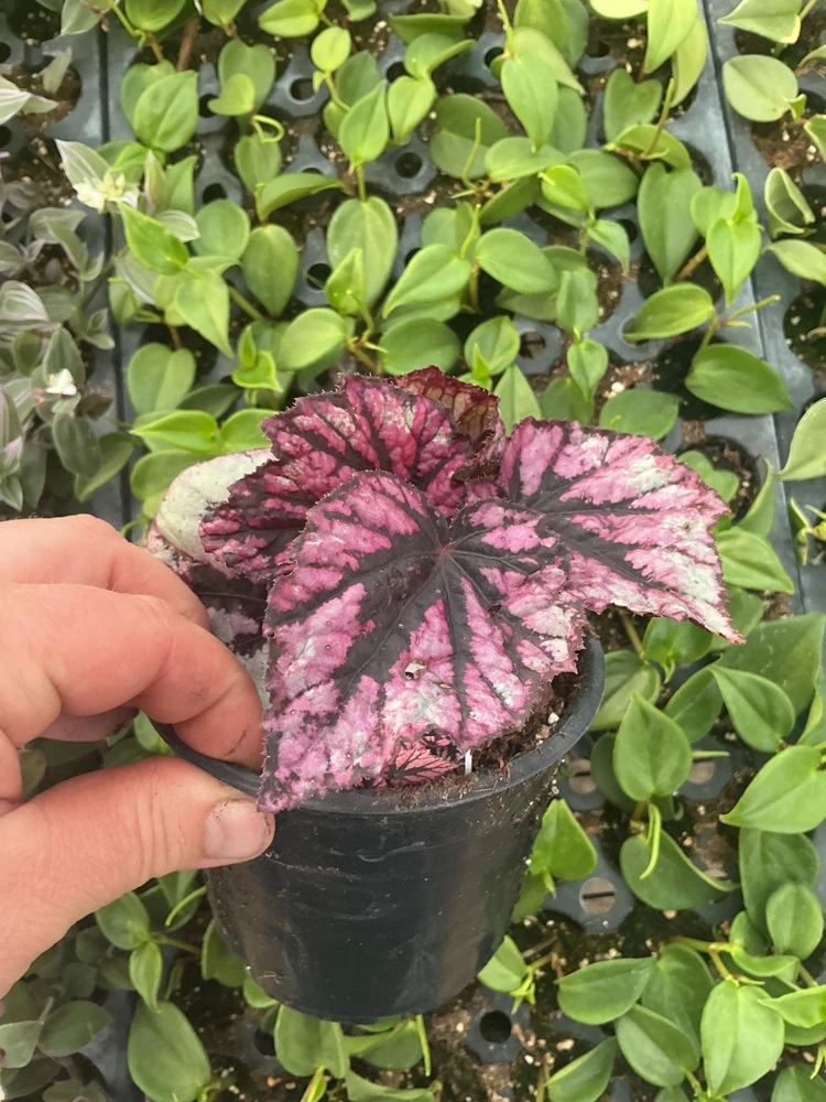 Rex Begonia 'Shadow King Rose' Live Plant - Potted Houseplant, 4.5 inch Pot - Image 4