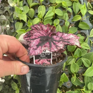 Rex Begonia 'Shadow King Rose' Live Plant - Potted Houseplant, 4.5 inch Pot - Image 5