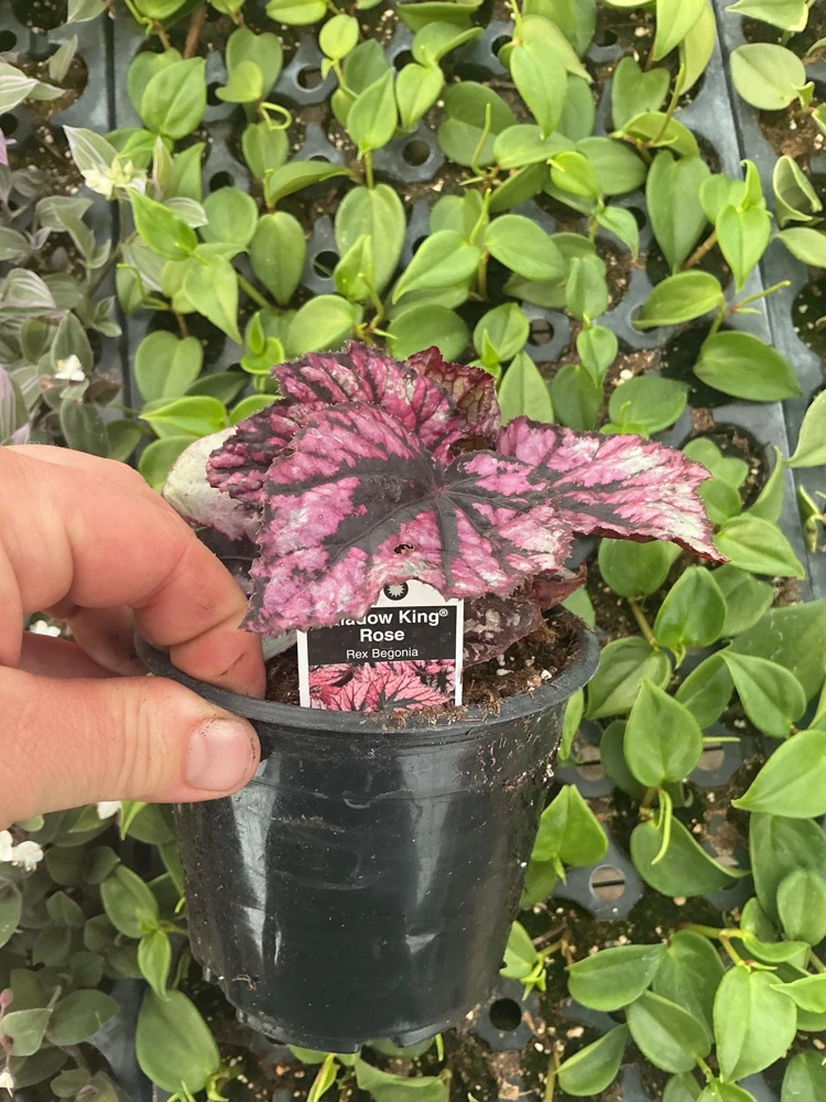 Rex Begonia 'Shadow King Rose' Live Plant - Potted Houseplant, 4.5 inch Pot - Image 5