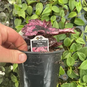Rex Begonia 'Shadow King Rose' Live Plant - Potted Houseplant, 4.5 inch Pot - Image 6