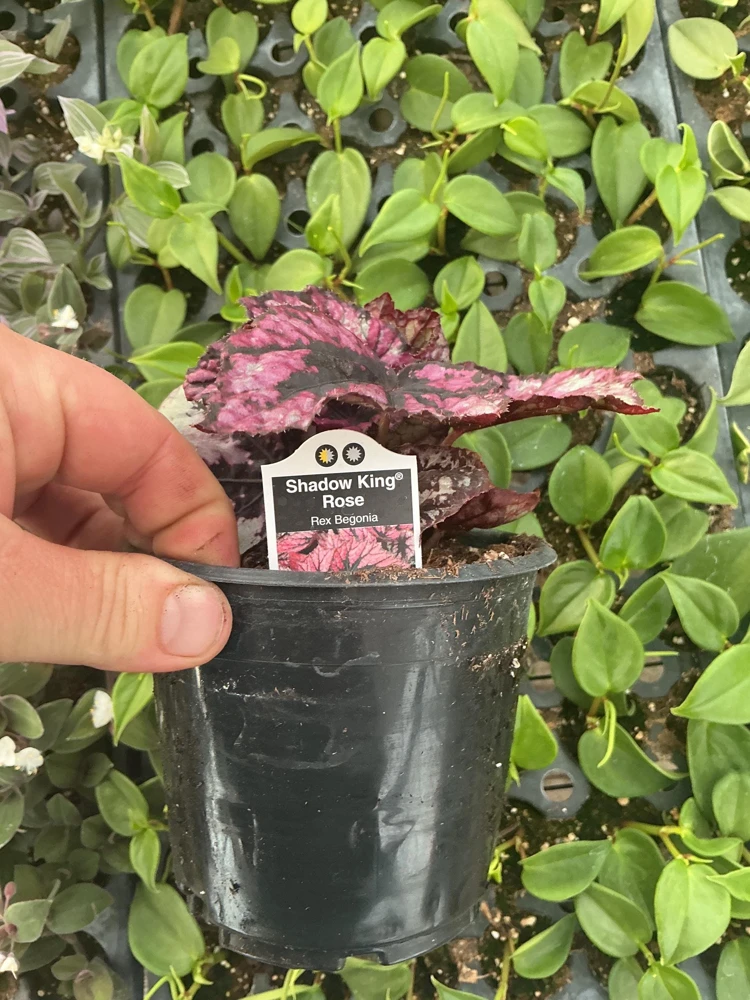 Rex Begonia 'Shadow King Rose' Live Plant - Potted Houseplant, 4.5 inch Pot - Image 6