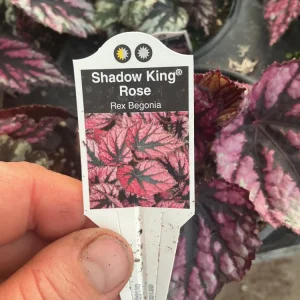Rex Begonia 'Shadow King Rose' Live Plant - Potted Houseplant, 4.5 inch Pot - Image 7
