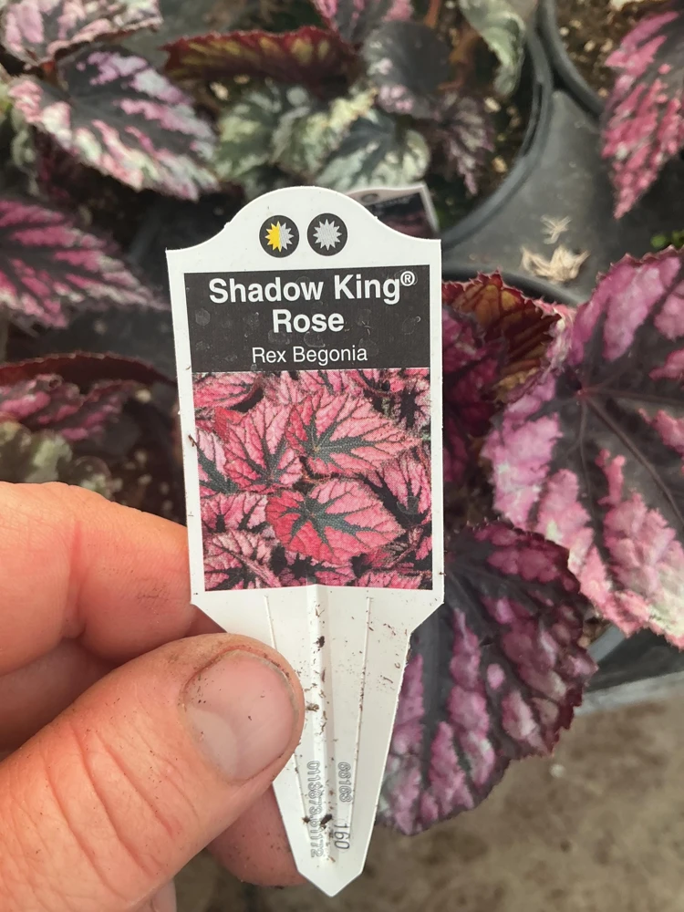 Rex Begonia 'Shadow King Rose' Live Plant - Potted Houseplant, 4.5 inch Pot - Image 7
