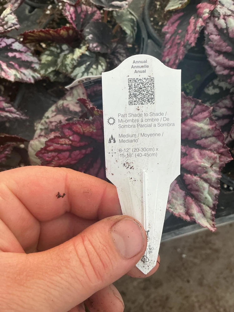 Rex Begonia 'Shadow King Rose' Live Plant - Potted Houseplant, 4.5 inch Pot - Image 8
