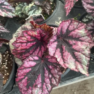 Rex Begonia 'Shadow King Rose' Live Plant - Potted Houseplant, 4.5 inch Pot - Image 9