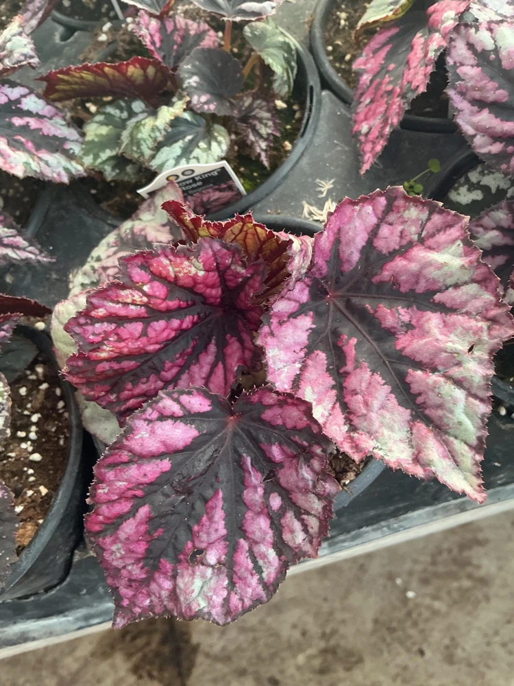 Rex Begonia 'Shadow King Rose' Live Plant - Potted Houseplant, 4.5 inch Pot - Image 9