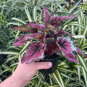 Rex Begonia Shadow King Strawberry Sherbet Live Plant - 4.5 inch Pot - Indoor Foliage - Image 2
