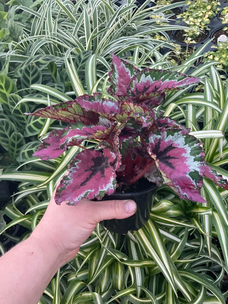 Rex Begonia Shadow King Strawberry Sherbet Live Plant - 4.5 inch Pot - Indoor Foliage - Image 2