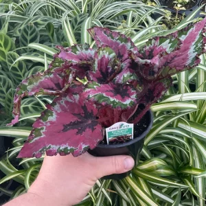 Rex Begonia Shadow King Strawberry Sherbet Live Plant - 4.5 inch Pot - Indoor Foliage - Image 3