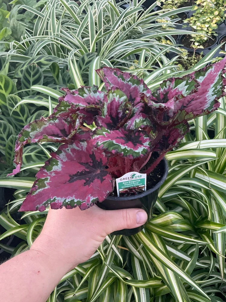 Rex Begonia Shadow King Strawberry Sherbet Live Plant - 4.5 inch Pot - Indoor Foliage - Image 3