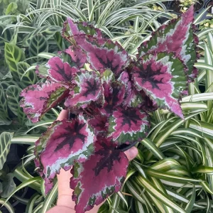 Rex Begonia Shadow King Strawberry Sherbet Live Plant - 4.5 inch Pot - Indoor Foliage - Image 1