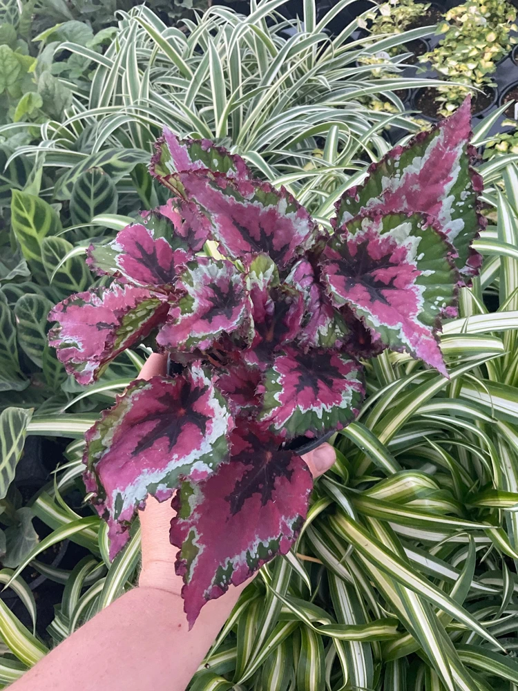 Rex Begonia Shadow King Strawberry Sherbet Live Plant – 4.5 inch Pot – Indoor - Image 1