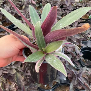 Rhoeo Tricolor Discolor Live Plant – 4.5