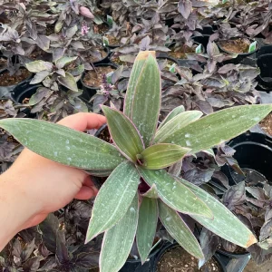 Rhoeo Tricolor Discolor Live Plant – 4.5