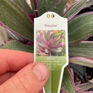 Rhoeo Tricolor Discolor Live Plant – 4.5