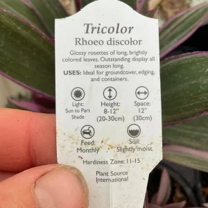 Rhoeo Tricolor Discolor Live Plant – 4.5