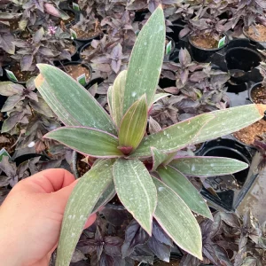 Rhoeo Tricolor Discolor Live Plant – 4.5