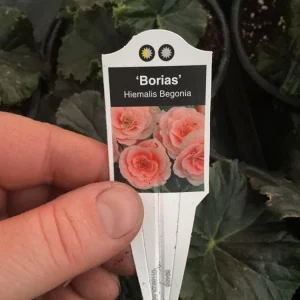 Rieger Begonia Borias Live Plant - 4.5 inch Pot - Vibrant Indoor Flower - Image 10