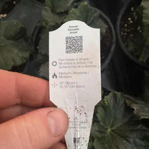 Rieger Begonia Borias Live Plant - 4.5 inch Pot - Vibrant Indoor Flower - Image 11