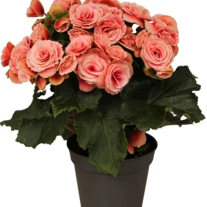 Rieger Begonia Borias Live Plant - 4.5 inch Pot - Vibrant Indoor Flower - Image 2