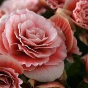 Rieger Begonia Borias Live Plant - 4.5 inch Pot - Vibrant Indoor Flower - Image 3