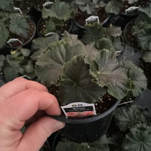 Rieger Begonia Borias Live Plant - 4.5 inch Pot - Vibrant Indoor Flower - Image 4
