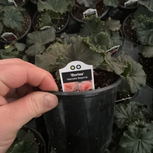 Rieger Begonia Borias Live Plant - 4.5 inch Pot - Vibrant Indoor Flower - Image 5