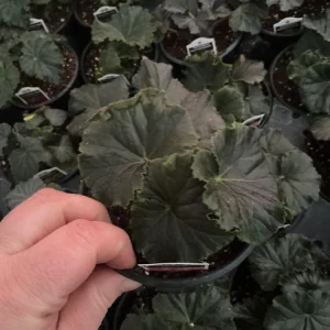 Rieger Begonia Borias Live Plant - 4.5 inch Pot - Vibrant Indoor Flower - Image 6