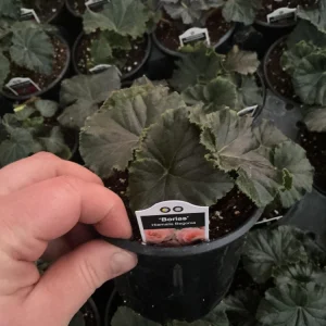 Rieger Begonia Borias Live Plant - 4.5 inch Pot - Vibrant Indoor Flower - Image 7