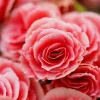 Rieger Begonia Borias Live Plant - 4.5 inch Pot - Vibrant Indoor Flower - Image 1