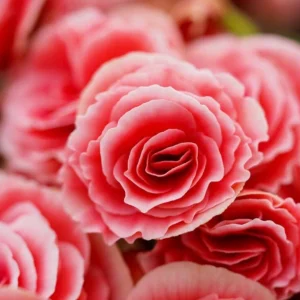 Rieger Begonia Borias Live Plant - 4.5 inch Pot - Vibrant Indoor Flower - Image 1