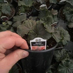 Rieger Begonia Borias Live Plant - 4.5 inch Pot - Vibrant Indoor Flower - Image 8
