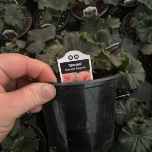 Rieger Begonia Borias Live Plant - 4.5 inch Pot - Vibrant Indoor Flower - Image 9