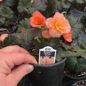 Rieger Begonia Solenia Apricot Live Plant, 4.5 inch Pot, Indoor/Outdoor - Image 10