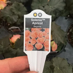 Rieger Begonia Solenia Apricot Live Plant, 4.5 inch Pot, Indoor/Outdoor - Image 11