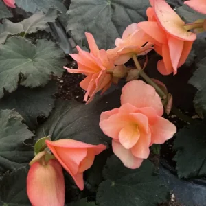 Rieger Begonia Solenia Apricot Live Plant, 4.5 inch Pot, Indoor/Outdoor - Image 13