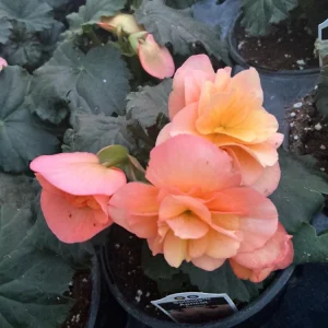Rieger Begonia Solenia Apricot Live Plant, 4.5 inch Pot, Indoor/Outdoor - Image 14
