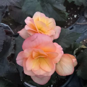 Rieger Begonia Solenia Apricot Live Plant, 4.5 inch Pot, Indoor/Outdoor - Image 15