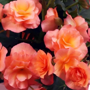Rieger Begonia Solenia Apricot Live Plant, 4.5 inch Pot, Indoor/Outdoor - Image 2