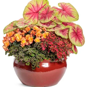 Rieger Begonia Solenia Apricot Live Plant, 4.5 inch Pot, Indoor/Outdoor - Image 3