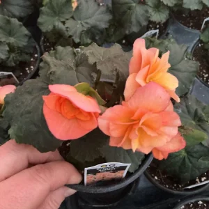 Rieger Begonia Solenia Apricot Live Plant, 4.5 inch Pot, Indoor/Outdoor - Image 4