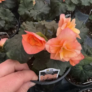 Rieger Begonia Solenia Apricot Live Plant, 4.5 inch Pot, Indoor/Outdoor - Image 5