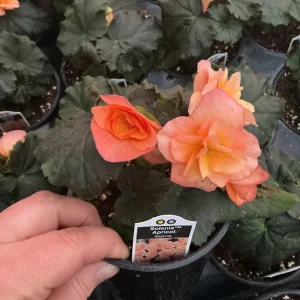Rieger Begonia Solenia Apricot Live Plant, 4.5 inch Pot, Indoor/Outdoor - Image 6